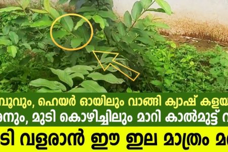 ഈ ഇല മതി മുടി ഇനി തഴച്ചു വളരും ….താരനും മുടികൊഴിച്ചിലിനും ഇനി ഇത് മതി ഷാമ്പൂ വാങ്ങി പണം കളയണ്ട.