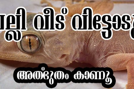പല്ലിയെ വീട്ടിൽ  നിന്നും തുരത്താൻ ഇതാ കിടിലൻ 10 മാർഗങ്ങൾ.!!👌👌