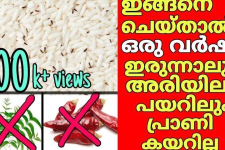 അരിയിൽ ഇനി പ്രാണി കേറില്ല, ദ ഇങ്ങനെ ഒന്ന് ചെയ്തുനോക്കു.!! | how to get rid of rice bugs