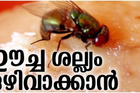 ഈച്ച ശല്യം ഒഴിവാക്കാൻ ഇതാ ഒരു അടിപൊളി ഐഡിയ; ഇനി ഈച്ച പരിസരത്ത് വരില്ല.!! | Eecha Shalyam Home Tips