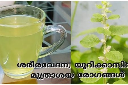 ഈയൊരു ചെടി മതി ഉറക്കം കെടുത്തുന്ന അസുഖങ്ങളെ ഇല്ലാതാക്കാൻ.!! | Cheroola Health Benefits