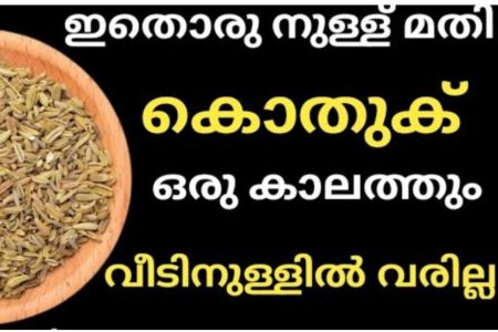 ഇത് ഒരു നുള്ള് മതി കൊതുക് വീടിന്റെ പരിസരത്ത് പോലും വരില്ല.!! | Easy Way To Mosquito Repellent