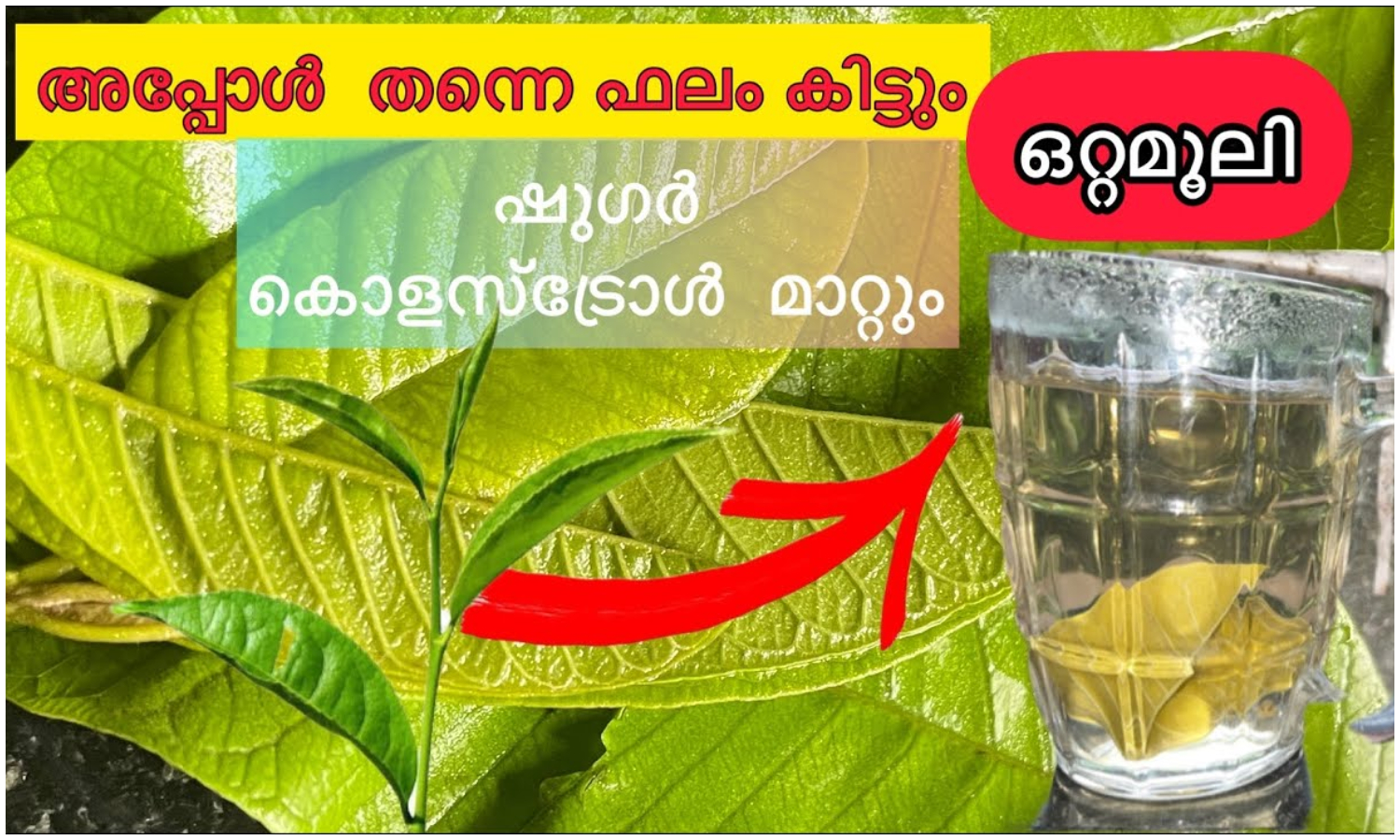 Gua Leaves Health Benefits