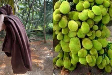 ഒരു കഷ്ണം പഴയ തുണി ഉണ്ടോ? ഇനി ചക്ക താഴെ നിന്നും പറിച്ച് മടുക്കും.. പ്ലാവിലെ ചക്ക മുഴുവൻ താഴെ ഉണ്ടാകാൻ ഒരു പഴയ തുണി കഷ്ണം മതി.!! | Chakka Krishi Tips Using Cloth