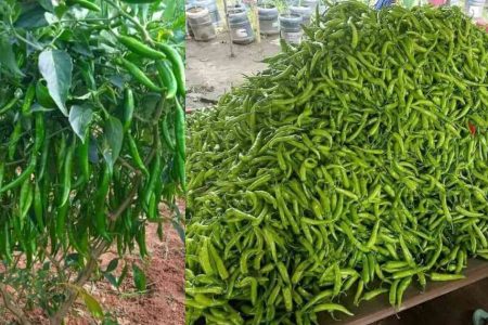 മുളക് തിങ്ങി നിറയാൻ ചെയ്യേണ്ടത്.!! മുളക് കുല കുലയായി വീട്ടിൽ ഉണ്ടാകാൻ ഇങ്ങനെ ഒന്ന് ചെയ്തു നോക്കൂ.. | Pachamulaku Krishi Tips