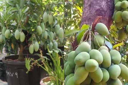 ഈ സൂത്രം ചെയ്താൽ മതി! വീട്ടിലെ മാവ് ഭ്രാന്ത് പിടിച്ചത് പോലെ കുലകുത്തി കായ്ക്കും; മാവ് പൂക്കാൻ ചെയ്യേണ്ടത് ഇത്ര മാത്രം.!! | Mango Tree Cultivation Tips