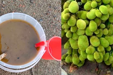 ഇതൊരു കപ്പ് ഒഴിച്ച് കൊടുത്താൽ മതി.. ഏത് കായ്ക്കാത്ത പ്ലാവും ഇനി കായ്ക്കും; ചത്ത ചെടികള്‍ വരെ കുലകുത്തി കായ്ക്കാൻ.!! | Organic Fertilizer For Plants