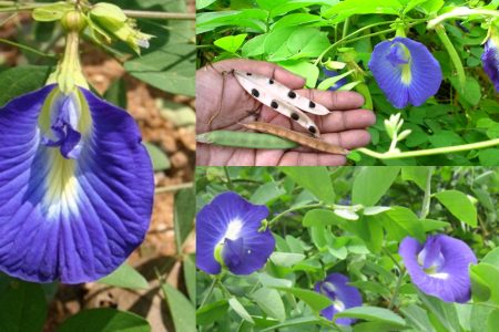 ഈ പൂവിന്റെ പേര് അറിയാമോ.? വേലിയിലോ വഴിയരികിലോ ഇങ്ങനെയൊരു ചെടിയും പൂവും കണ്ടിട്ടുള്ളവർ അറിഞ്ഞിരിക്കാൻ.!!
