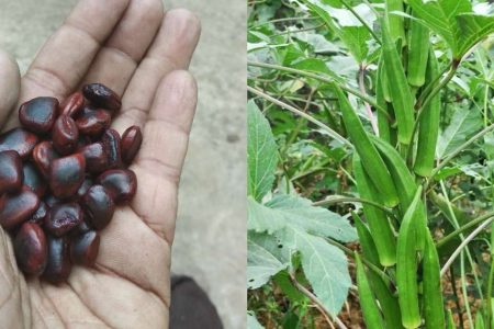പുളിങ്കുരു ഉണ്ടോ!? ഇനി വെണ്ടയ്ക്ക പൊട്ടിച്ചു മടുക്കും; വർഷം മുഴുവൻ അടുക്കടുക്കായി വെണ്ടക്ക തിങ്ങി നിറയാൻ ഈ സൂത്രം മതി.!! | Vendakka Krishi Using Pulinkuru