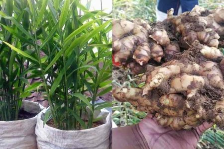 ഇഞ്ചി ഗ്രോബാഗിൽ ഇങ്ങനെ നട്ടാൽ ഇഞ്ചി പറിച്ച് മടുക്കും.!! ഒരു ചെറിയ കഷ്ണം ഇഞ്ചിയിൽ നിന്നും കിലോ കണക്കിന് ഇഞ്ചി പറിക്കാം.. | Easy Inchi Krishi Tips