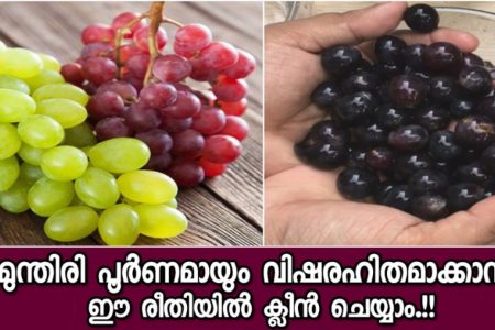 മുന്തിരി പൂർണമായും വിഷരഹിതമാക്കാൻ ഈ രീതിയിൽ ക്ലീൻ ചെയ്തു നോക്കൂ.!! വിഷപദാർത്ഥങ്ങൾ നീക്കം ചെയ്യാൻ ഇതാ കിടിലൻ മാർഗം.!! | Remove Pestisides From Grapes