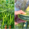 Chili-Cultivation-Using-Aloe-Vera