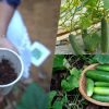 Cucumber-Krishi-45-Days