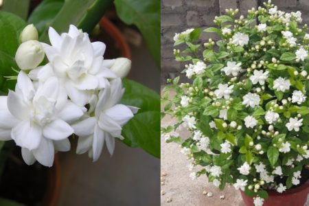 ഈ ഒരു രഹസ്യ സൂത്രം ചെയ്താൽ മതി ഏത് പൂക്കാത്ത മുല്ലയും പൂക്കും! മുല്ല കാടു പോലെ വളരാനും കുലകുത്തി പൂക്കാനും കിടിലൻ സൂത്രം!! | Easy Kuttimulla Flowering Trick