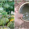 Easy-Mathanga-Krishi-Tip