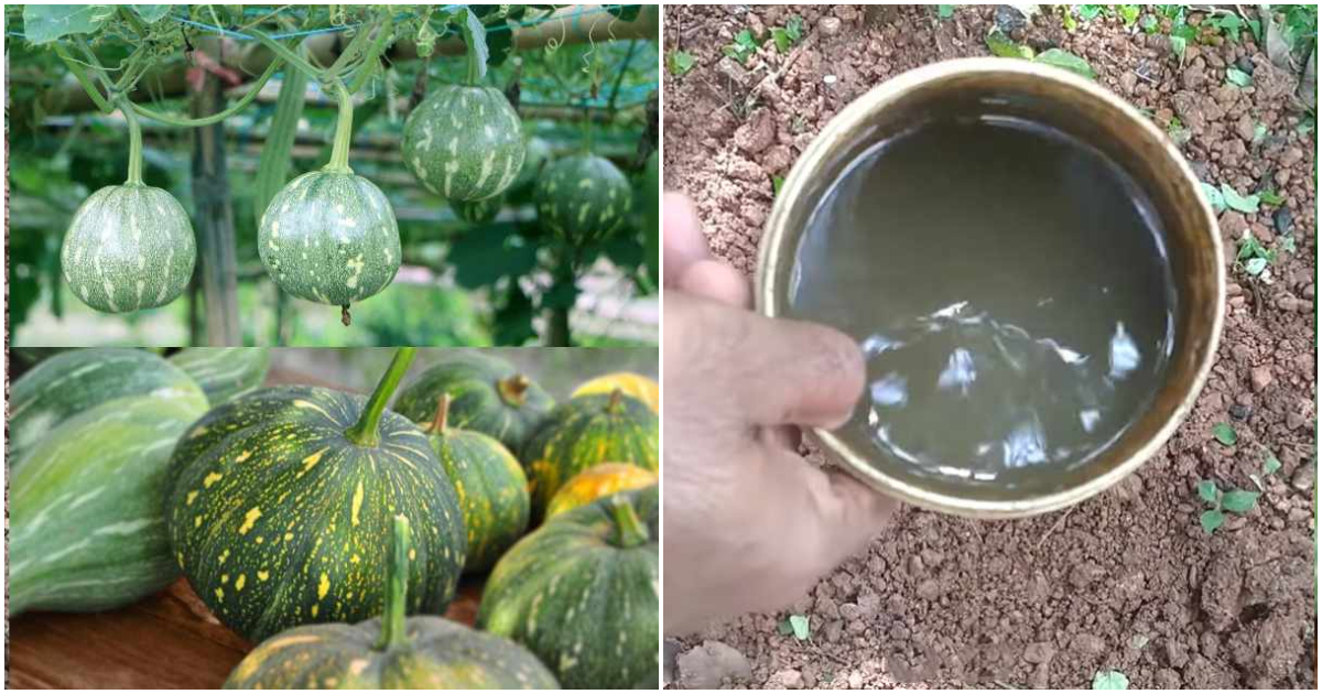Easy-Mathanga-Krishi-Tip