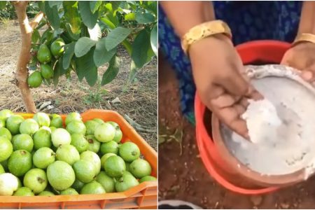 ഈ ഒരു കാര്യം മാത്രം മതി! പേര രണ്ടു മാസം കൊണ്ട് നിറയെ കുലകുത്തി കായ്ക്കാൻ! ഇനി കിലോ കണക്കിന് പേരക്ക പൊട്ടിച്ചു മടുക്കും! | Easy Guava Tree Cultivation And Fast Growing Tips
