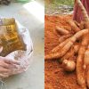 Kappa-Krishi-Easy-Tricks