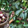Mangosteen-Cultivation-Tips