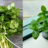 Mint and Coriander Leaves in the Fridge