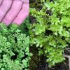 Pilea-Microphylla-Growing-Tips