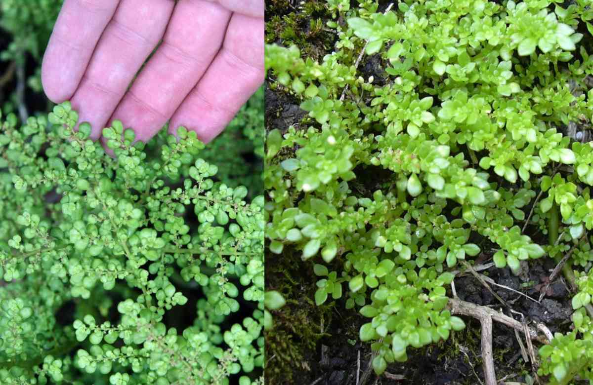 Pilea-Microphylla-Growing-Tips