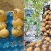 Potato-Cultivation-At-Home