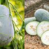 Benefits Of Kumbalanga