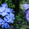 Benefits Of Neela Koduveli Plant