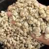 Clam Meat Cleaning Easy Tip