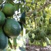 Easy-Avocado-Cultivation-Tips