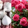 Rose Plant Fertilizer Using Veluthulli