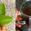 Guava Leaf Tea For Reduce Fever