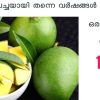 Keep Raw mango Fresh For Long Time