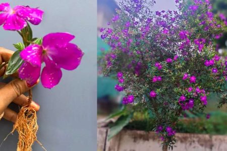 ഈ ഒരു സൂത്രം ചെയ്താൽ മതി മെലസ്റ്റോമ നിറഞ്ഞു പൂക്കും! ഇങ്ങനെ ചെയ്താൽ ഒരു കദളി കട്ടിങ്സ് പോലും ഇനി പാഴായി പോവില്ല!! | Melestoma Plant Care