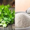 Tip To Store Coriander Leaves Fresh For Long