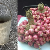 Ulli-krishi-Easy-Tips