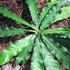 Anachuvadi Plant Benefits