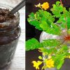 Mukkutti Lehyam Health Benefits