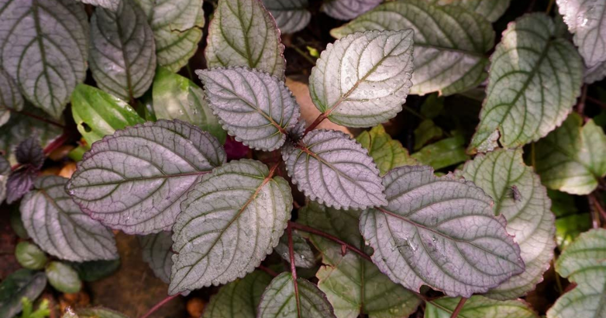 Murikootti Plant Health Benefits