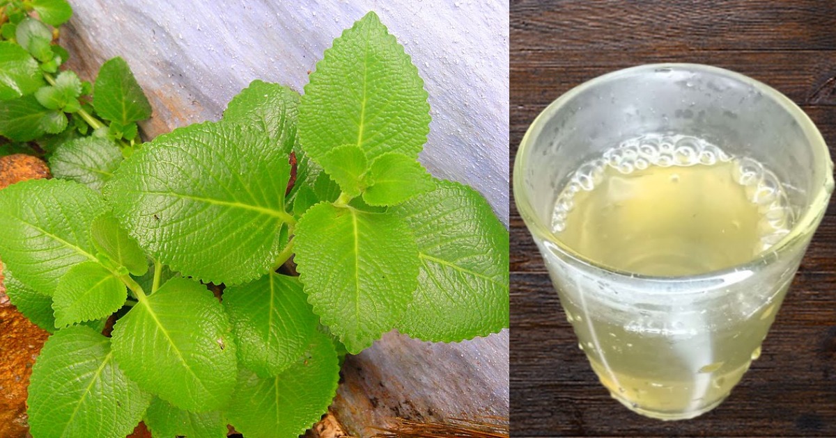 Panikoorkka Ila Water Health Benifits