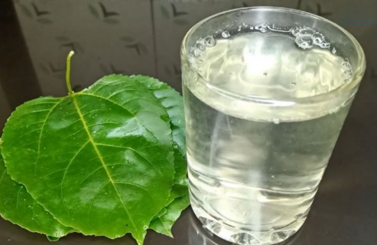 Passion Fruit Leaves Healthy Benefits
