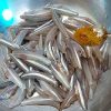 Special Tasty Fish Fry Secret Tips