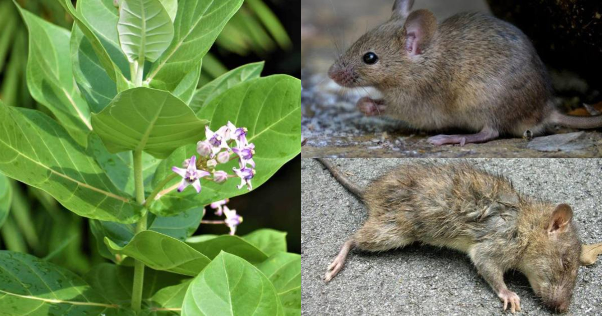 Tips To Get Rid Of Rats