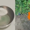 To Remove Weeds Using Rice Flour