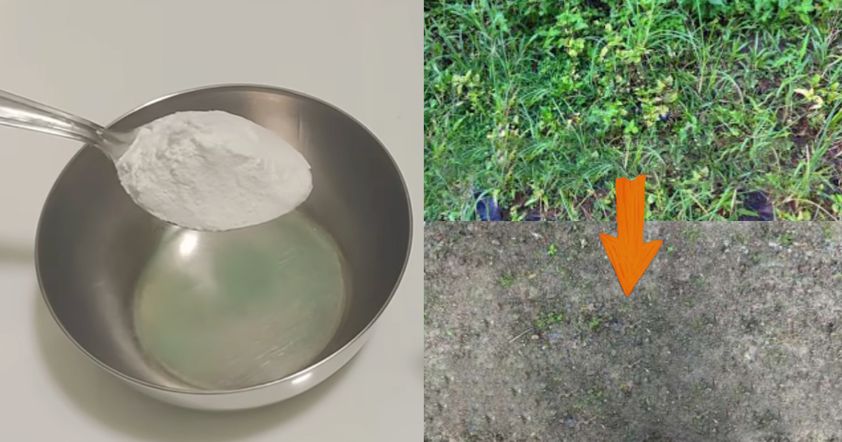 To Remove Weeds Using Rice Flour