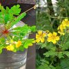 Health Benifits of Mukkutti Plant