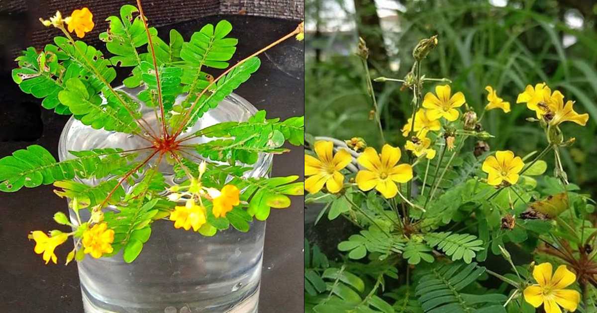 Health Benifits of Mukkutti Plant