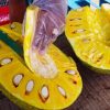 Jackfruit Cutting Easy Tricks
