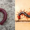 Tip To Get Rid of Insects In Bathroom